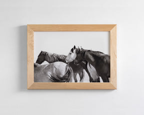 Mares - Wild Horse Photograph