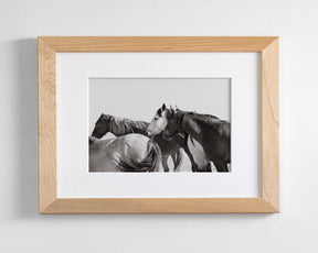 Mares - Wild Horse Photograph