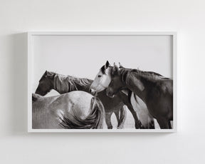 Mares - Wild Horse Photograph