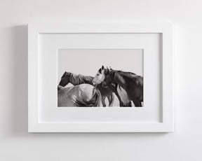 Mares - Wild Horse Photograph