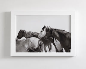 Mares - Wild Horse Photograph