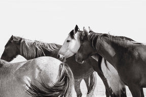 Mares - Wild Horse Photograph