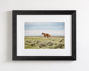 Mother and Foal- Wild Horses