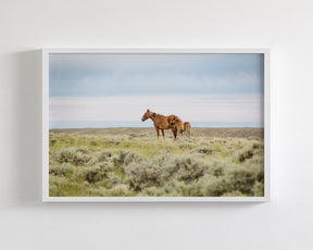 Mother and Foal- Wild Horses