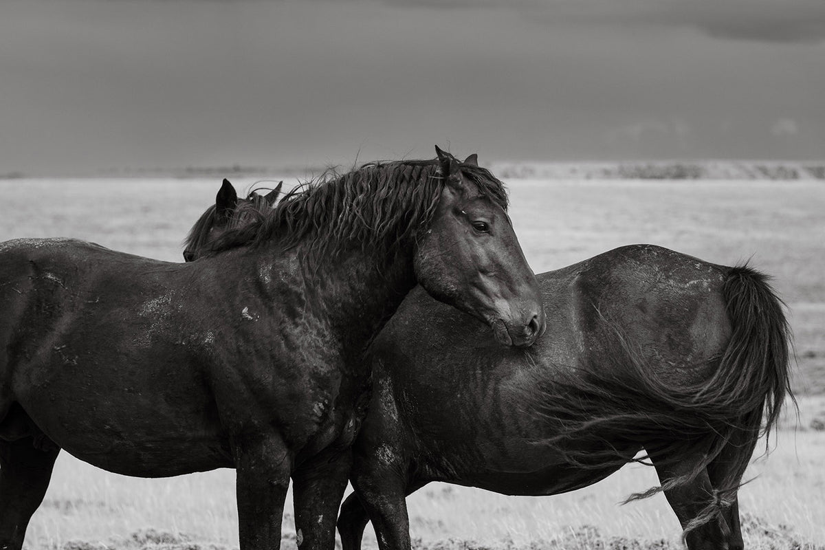 Midnight Mustangs
