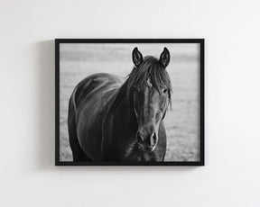 Midnight Horse Photograph