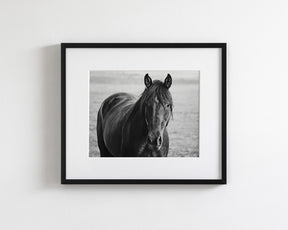 Midnight Horse Photograph
