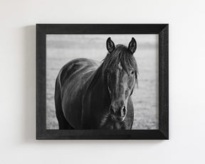 Midnight Horse Photograph