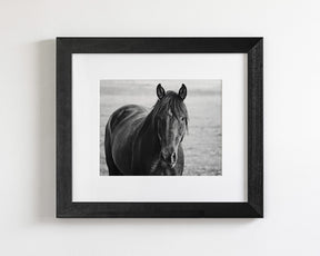 Midnight Horse Photograph