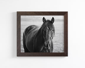 Midnight Horse Photograph