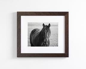 Midnight Horse Photograph