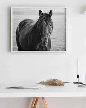 Midnight Horse Photograph