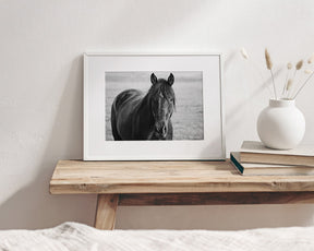 Midnight Horse Photograph