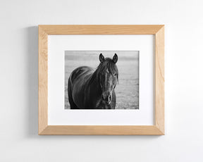 Midnight Horse Photograph