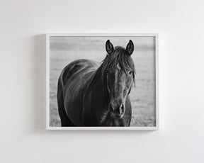 Midnight Horse Photograph