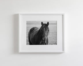 Midnight Horse Photograph