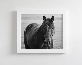 Midnight Horse Photograph