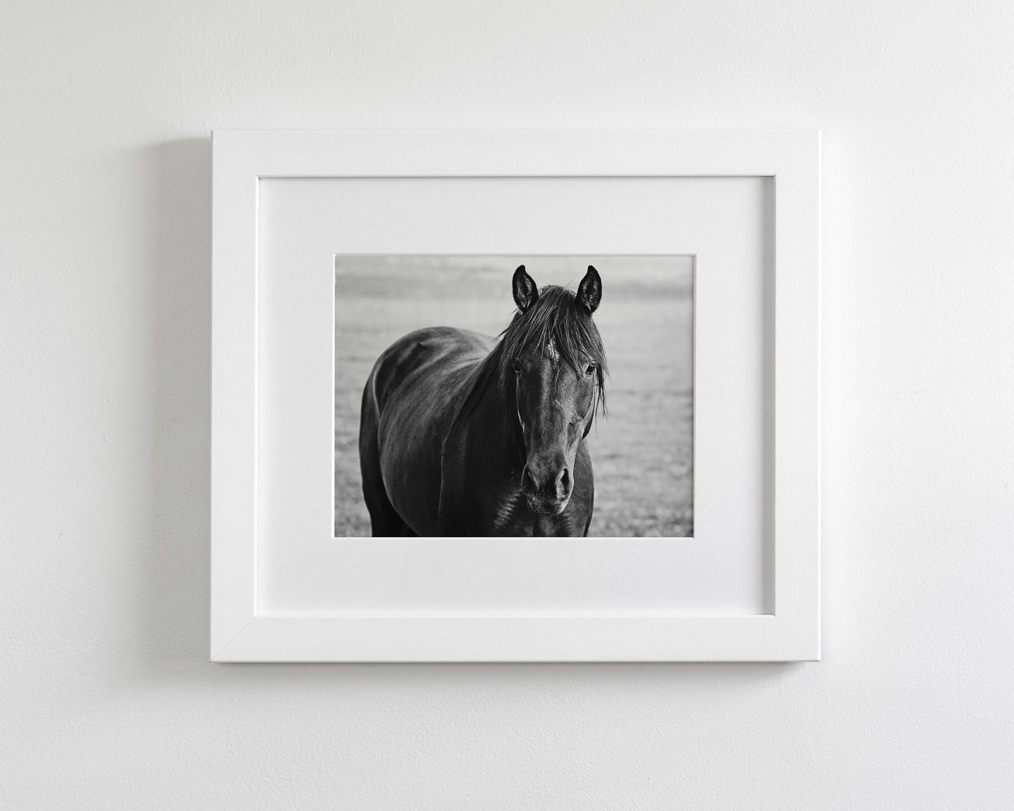 Midnight Horse Photograph