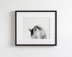 Modern White Horse Photograph