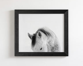 Modern White Horse Photograph