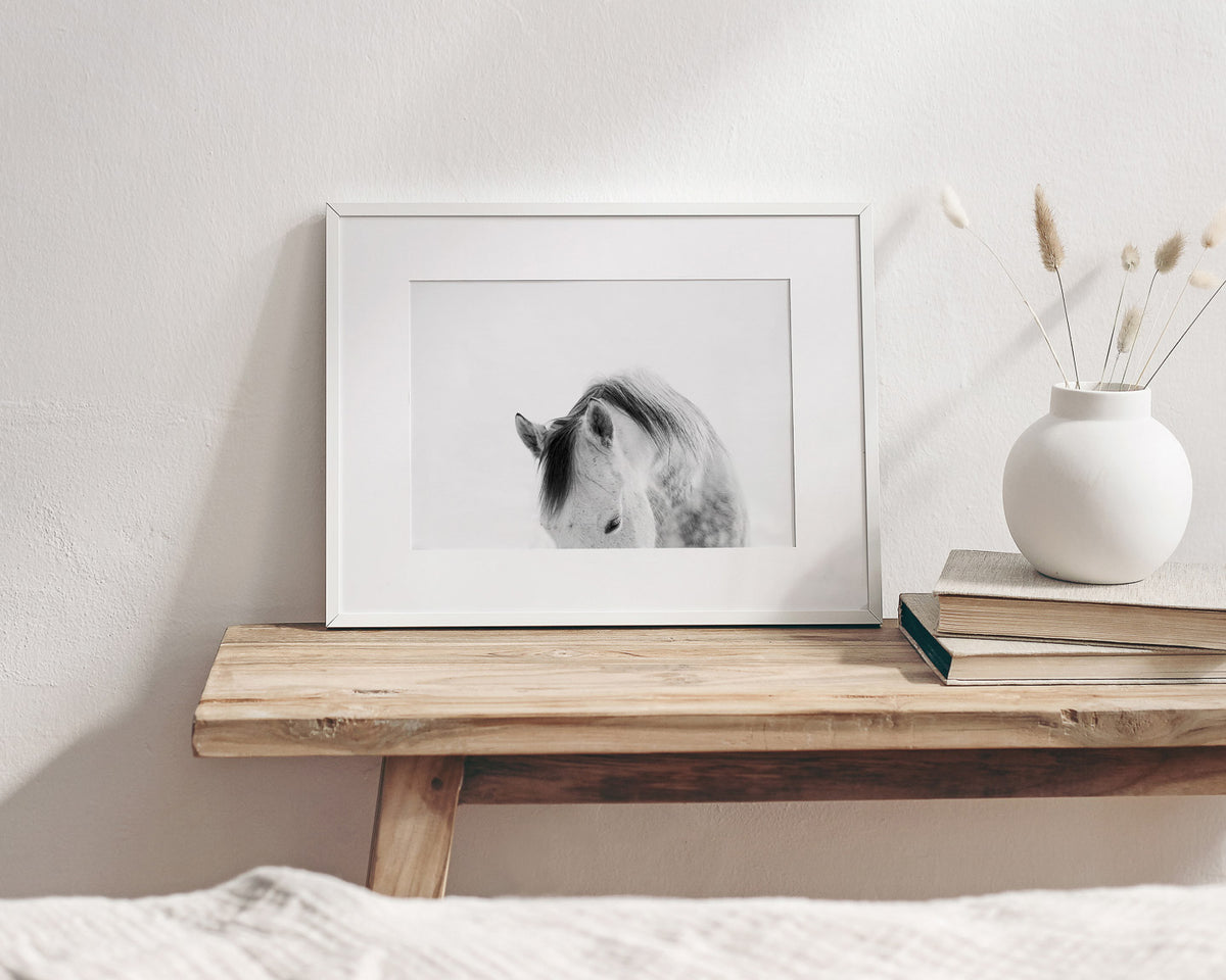 Modern White Horse Photograph