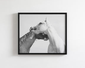 Modern White Horse Print