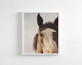 Modern Crop Paint Horse