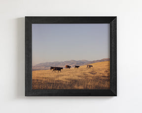 Western Mountain Cattle