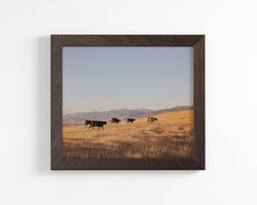 Western Mountain Cattle