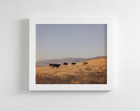 Western Mountain Cattle