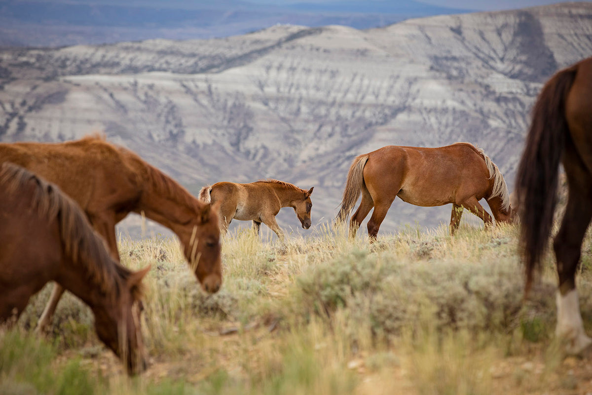 Mountain Graze