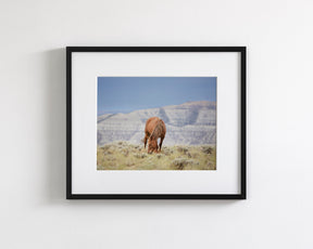 Wild Mountain Graze- Color Horse Photo