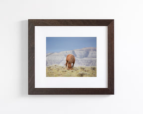 Wild Mountain Graze- Color Horse Photo