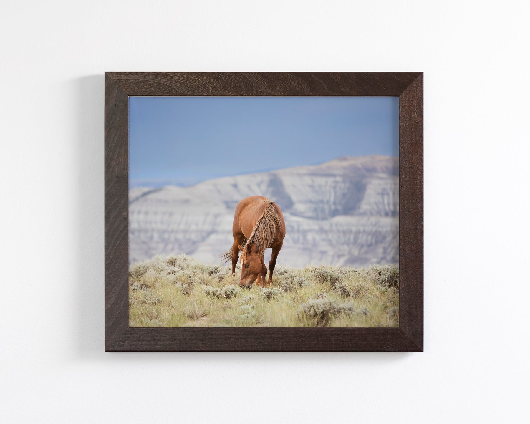 Wild Mountain Graze- Color Horse Photo