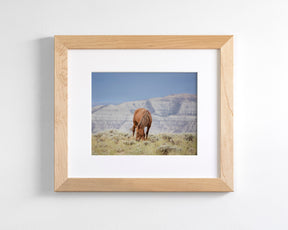 Wild Mountain Graze- Color Horse Photo