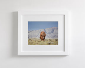 Wild Mountain Graze- Color Horse Photo