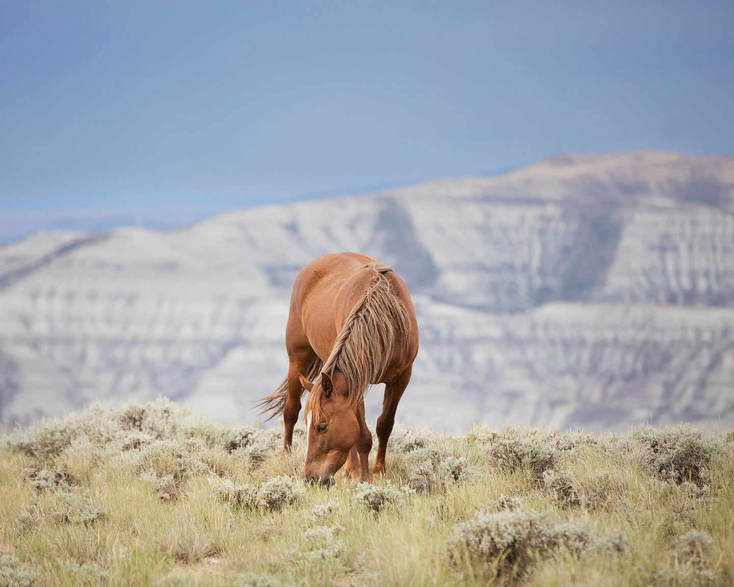 Wild Mountain Graze- Color Horse Photo