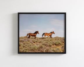 Wild Family