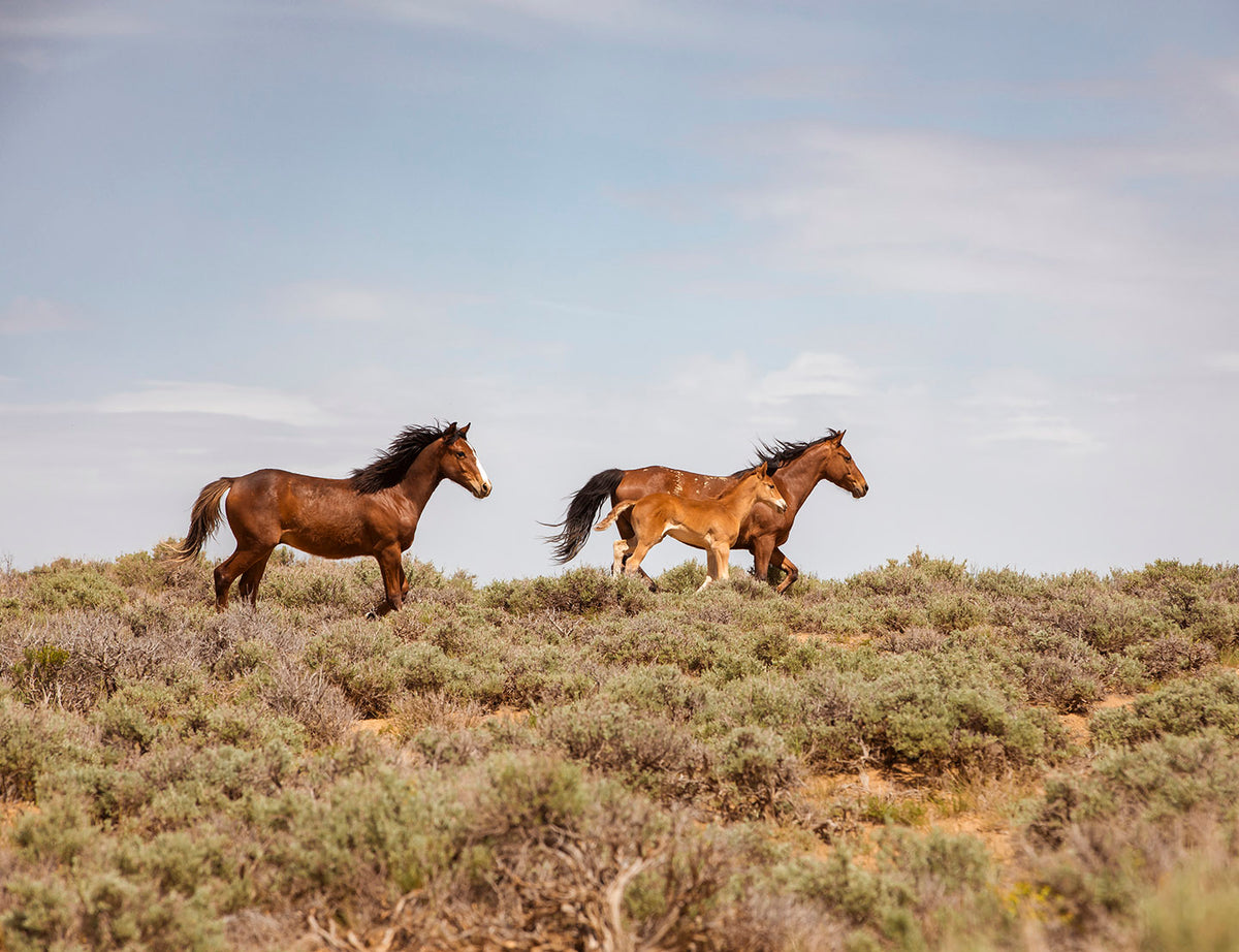 Wild Family