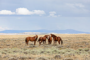 Their Land - Wild Stallions