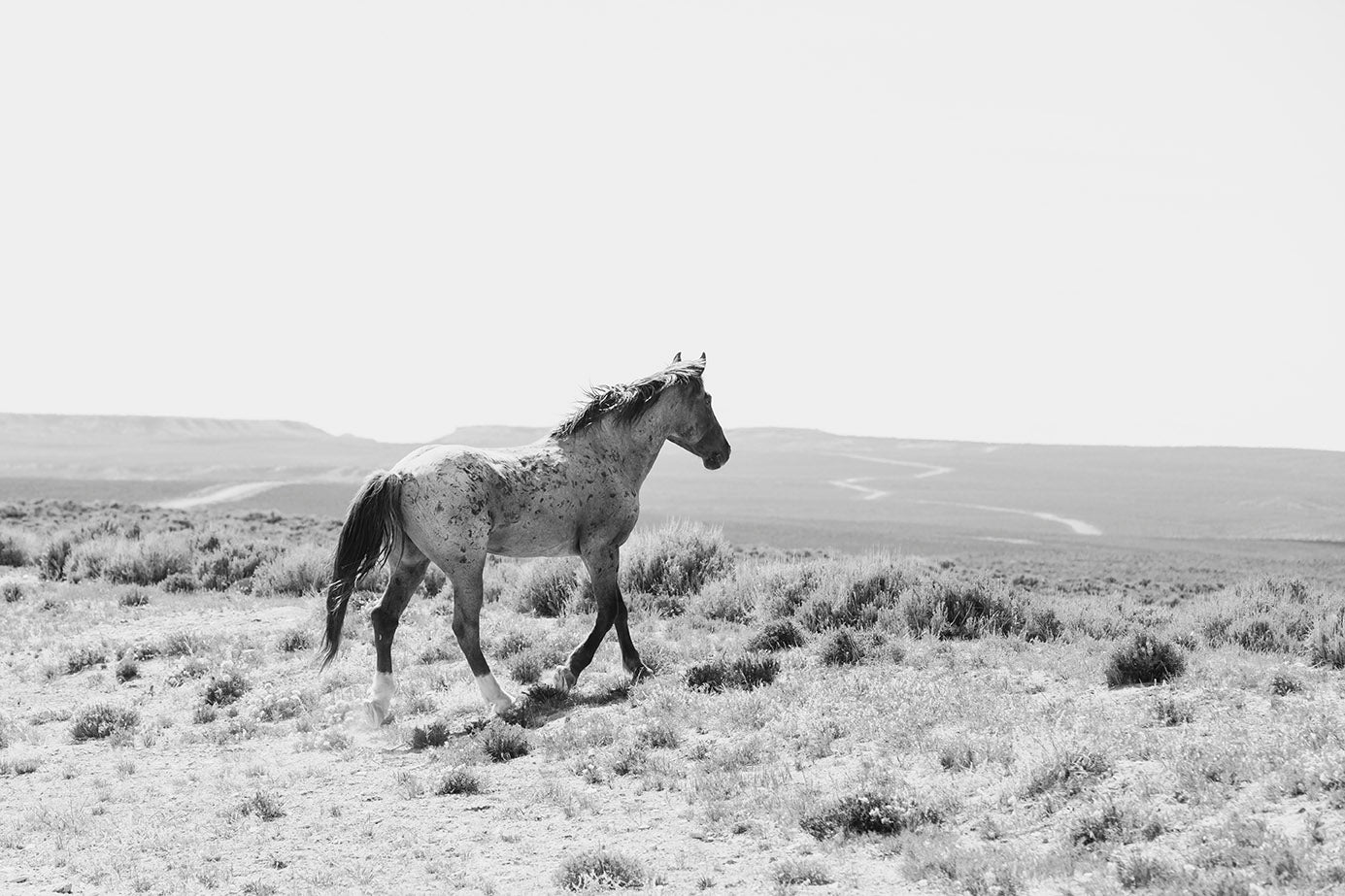 Kingdom- Wild Horse Stallion