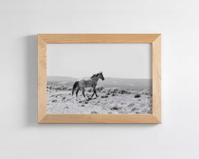 Kingdom- Wild Horse Stallion