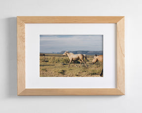 Unbridled- Wild Palomino Horse