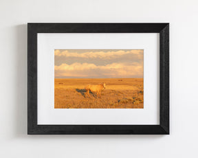 Wild Palomino Glow