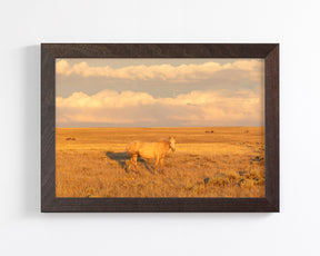 Wild Palomino Glow