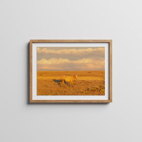 Wild Palomino Glow