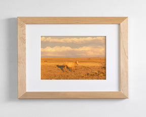 Wild Palomino Glow