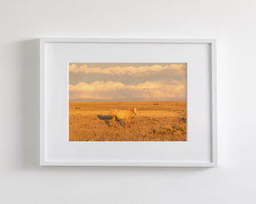 Wild Palomino Glow