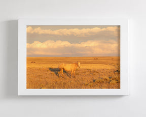 Wild Palomino Glow