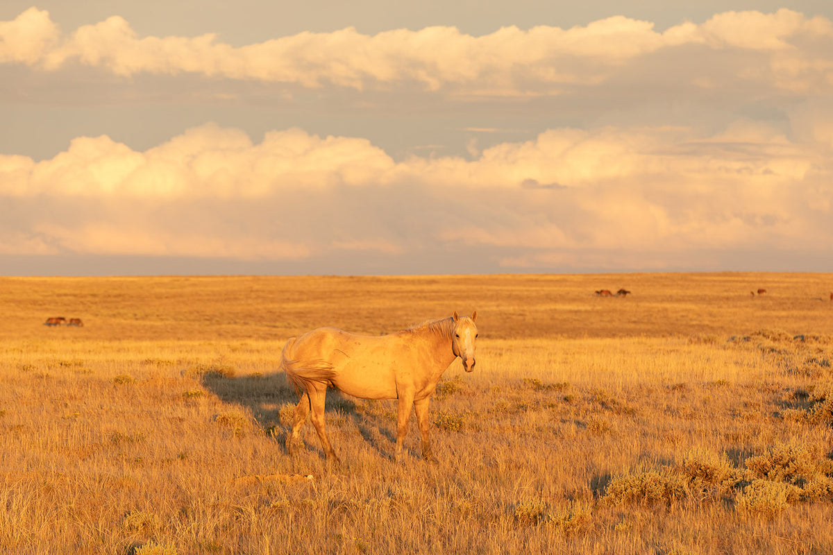 Wild Palomino Glow